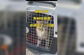 星空体育官方-布莱顿错失胜机，难堪失利走下坡路